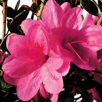 Autumn Empress® Encore® Azalea - Image 3