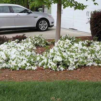 Autumn Moonlight® Encore® Azalea - Image 3