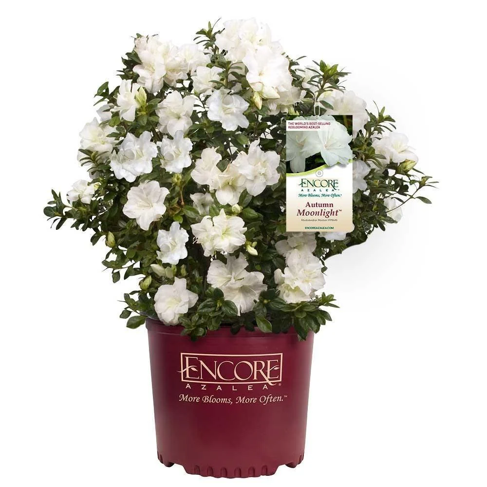 Autumn Moonlight® Encore® Azalea - Image 4