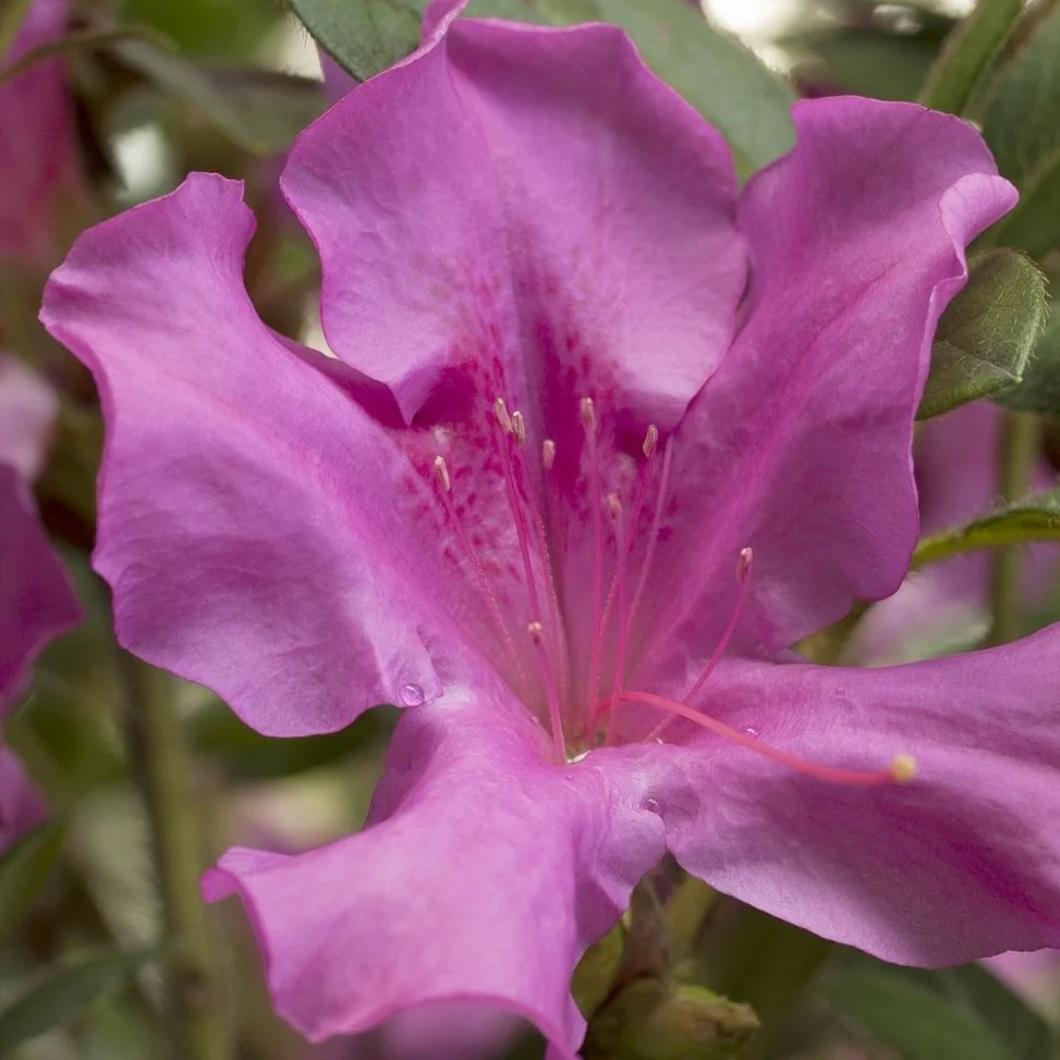 Autumn Royalty® Encore® Azalea
