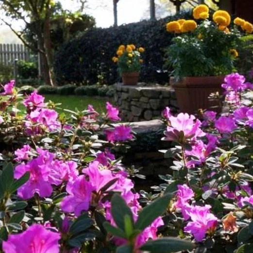 Autumn Royalty® Encore® Azalea - Image 2