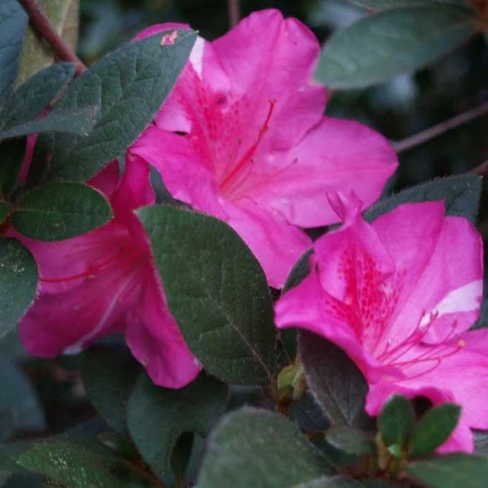 Autumn Royalty® Encore® Azalea - Image 3