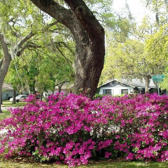 Autumn Royalty® Encore® Azalea - Image 4