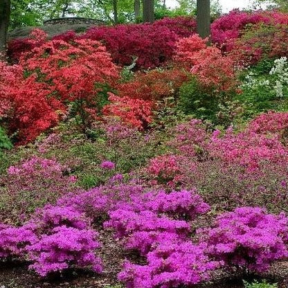 Autumn Royalty® Encore® Azalea - Image 5