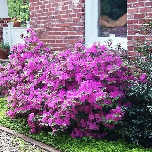 Autumn Royalty® Encore® Azalea - Image 6