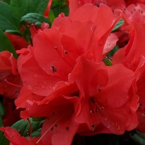 Autumn Sunset® Encore® Azalea