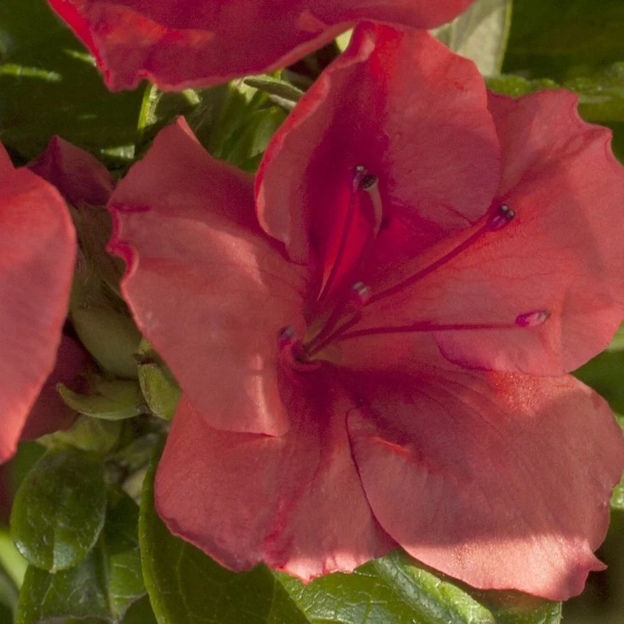 Autumn Sunset® Encore® Azalea - Image 2