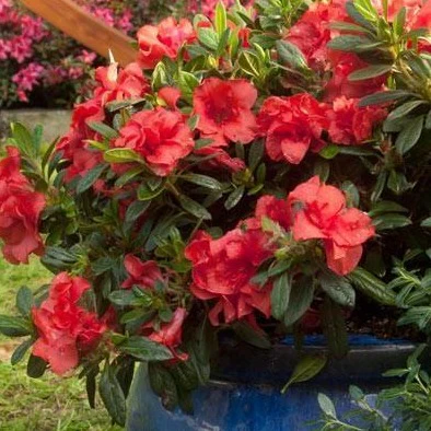 Autumn Sunset® Encore® Azalea - Image 3