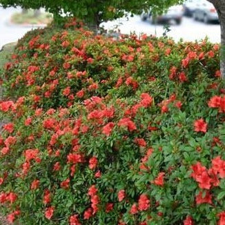 Autumn Sunset® Encore® Azalea - Image 4