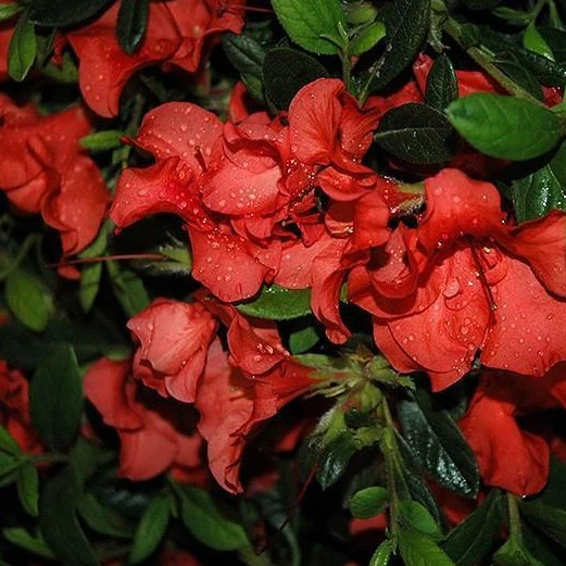 Autumn Sunset® Encore® Azalea - Image 5