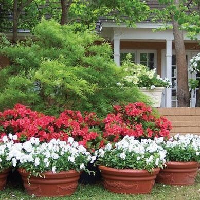 Autumn Sunset® Encore® Azalea - Image 6