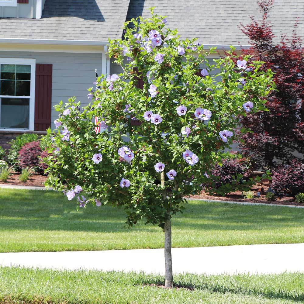 Azurri Blue Satin® Rose of Sharon - Image 3