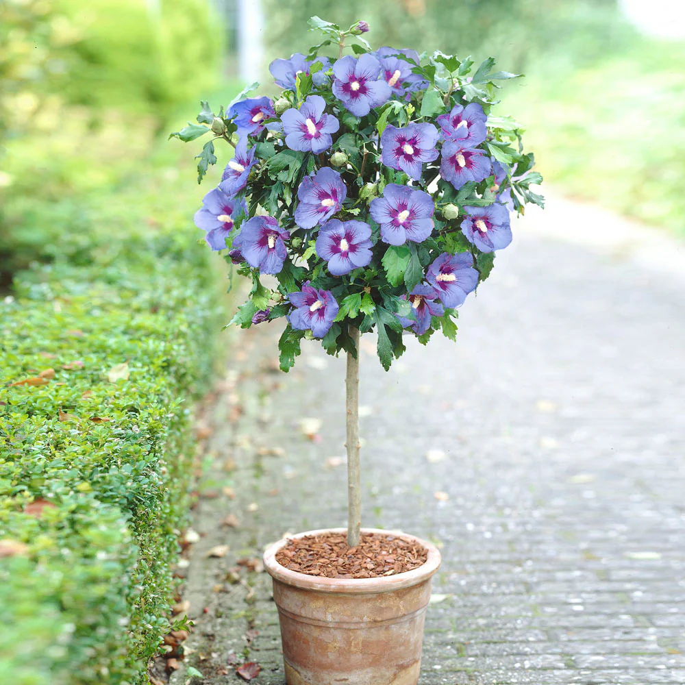 Azurri Blue Satin® Rose of Sharon - Image 4
