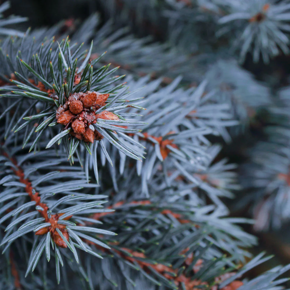 Baby Blue Spruce - Image 2
