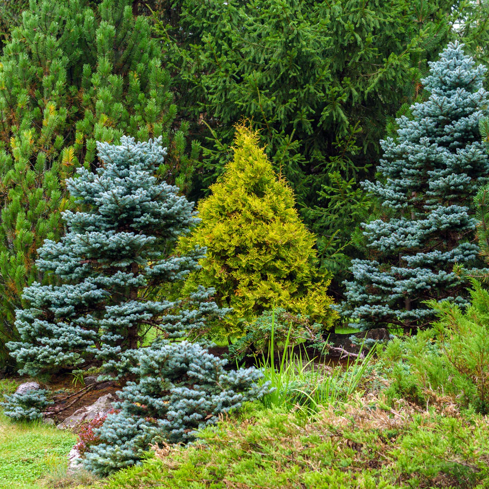 Baby Blue Spruce - Image 3