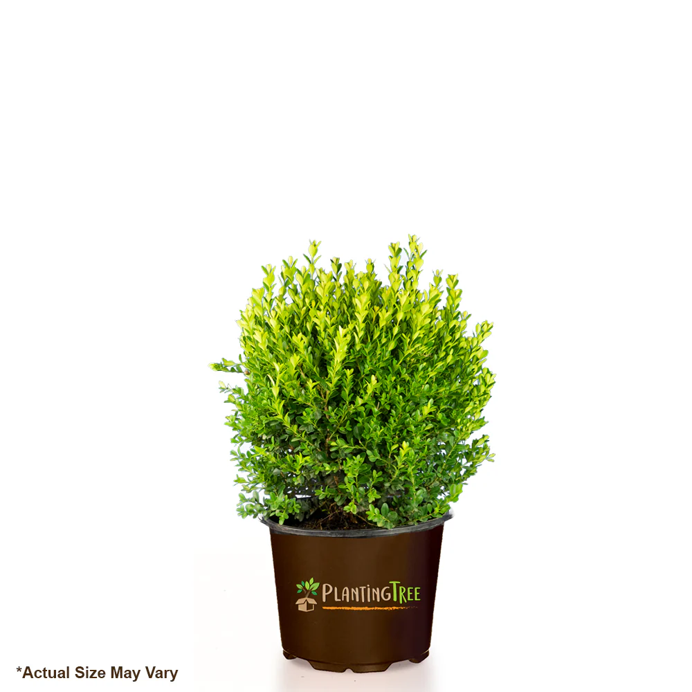 Baby Gem Boxwood - Image 2