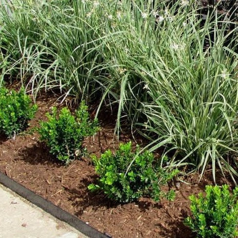 Baby Gem Boxwood - Image 3
