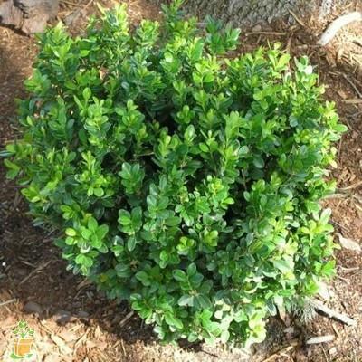 Baby Gem Boxwood - Image 4