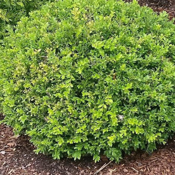 Baby Gem Boxwood - Image 5