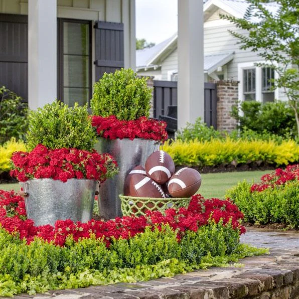 Baby Gem Boxwood - Image 6