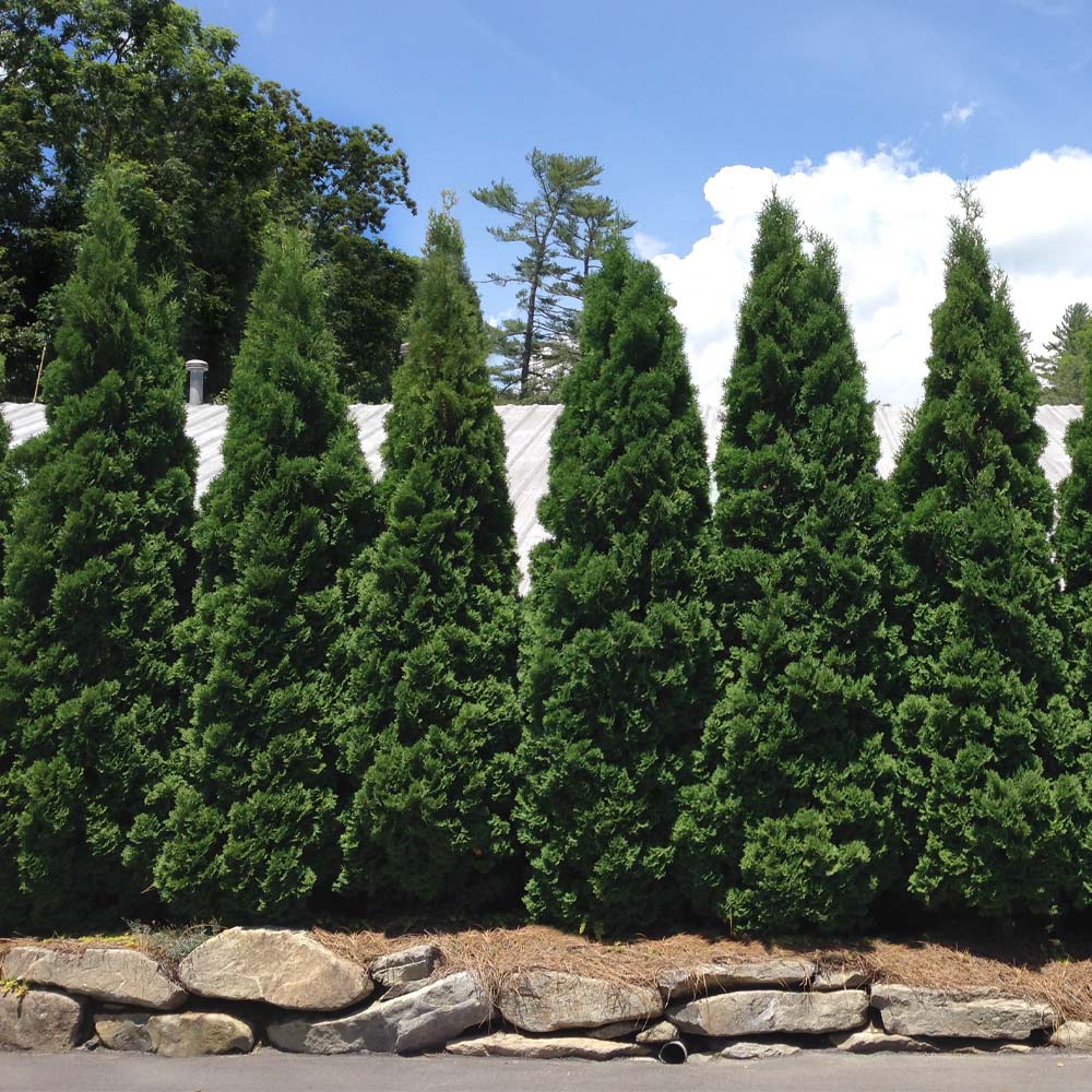 Baby Giant Thuja Tree - Image 3
