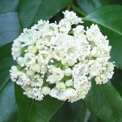 Barbara Ann Climbing Hydrangea Vine