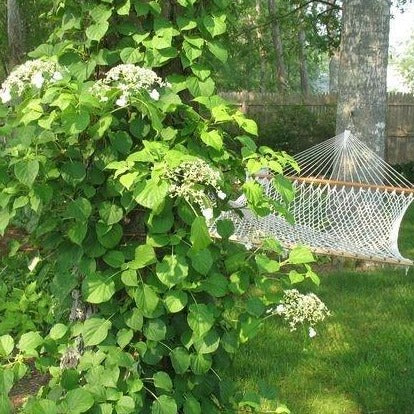 Barbara Ann Climbing Hydrangea Vine - Image 2