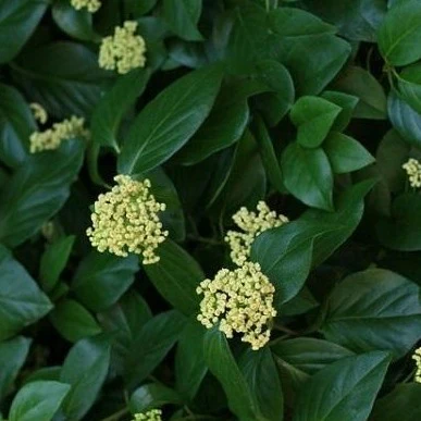 Barbara Ann Climbing Hydrangea Vine - Image 3