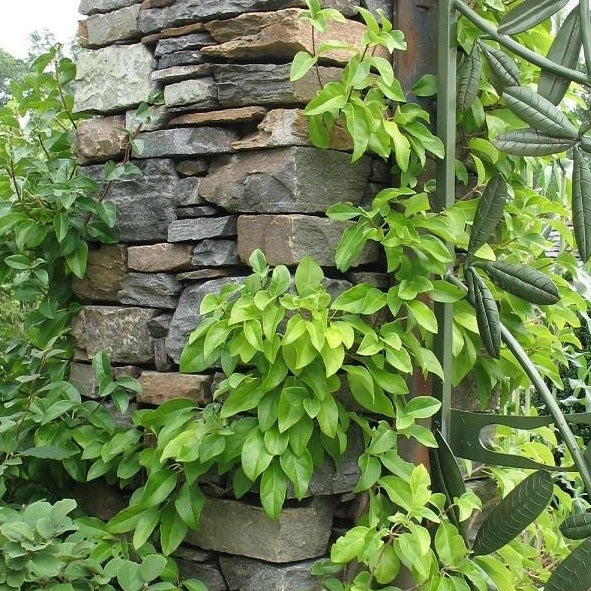 Barbara Ann Climbing Hydrangea Vine - Image 4