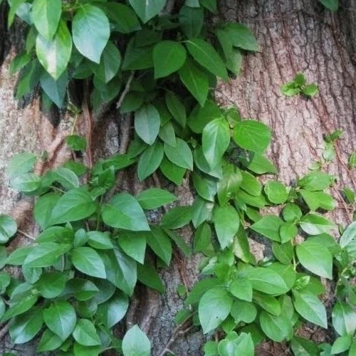 Barbara Ann Climbing Hydrangea Vine - Image 5