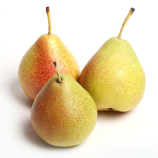 Bartlett Pear Tree - Image 3