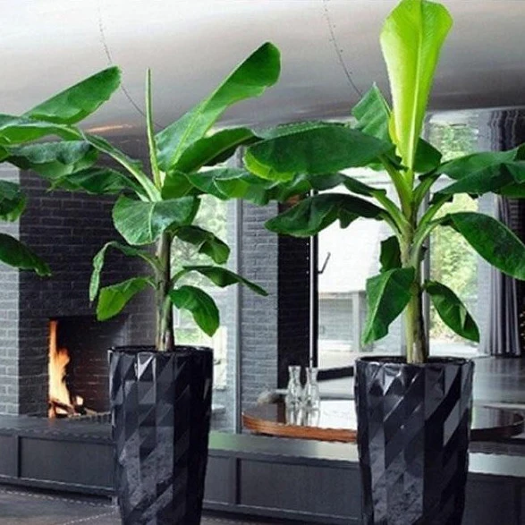 Basjoo Banana Tree