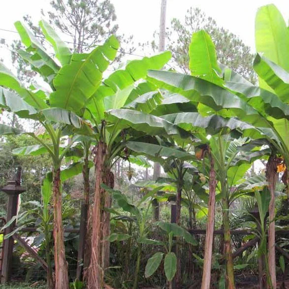 Basjoo Banana Tree - Image 2