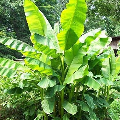 Basjoo Banana Tree - Image 3