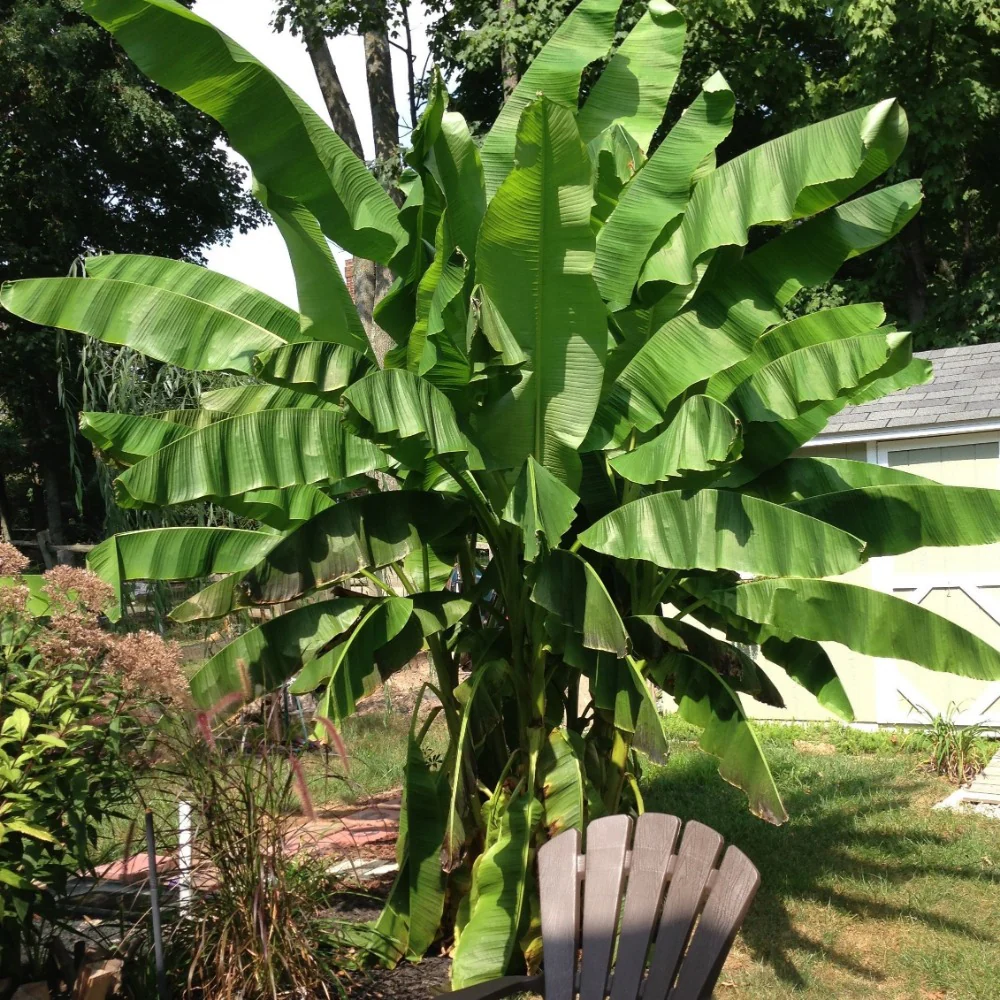 Basjoo Banana Tree - Image 4