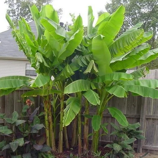 Basjoo Banana Tree - Image 5