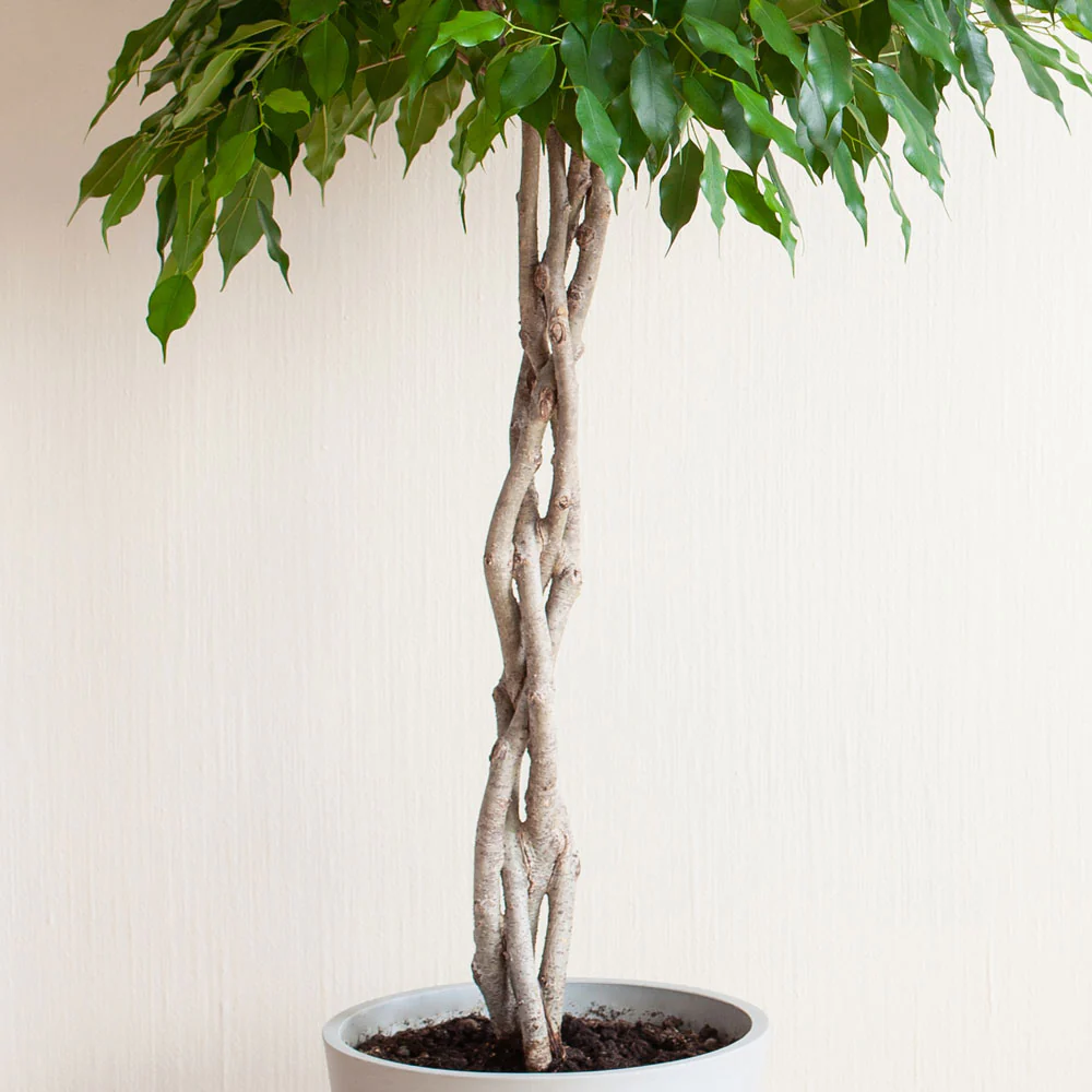 Benjamina Ficus Tree - Image 2