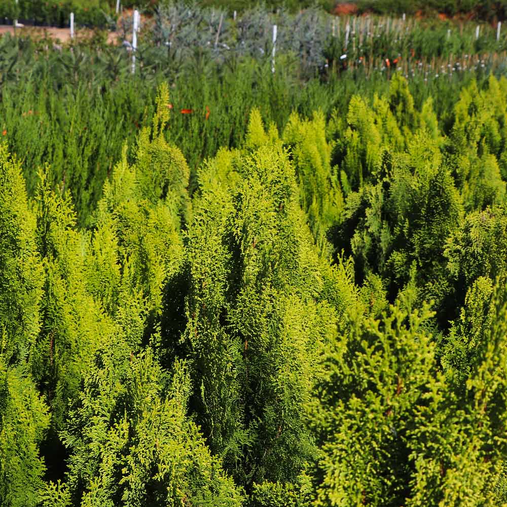 Berckman's Golden Arborvitae - Image 2