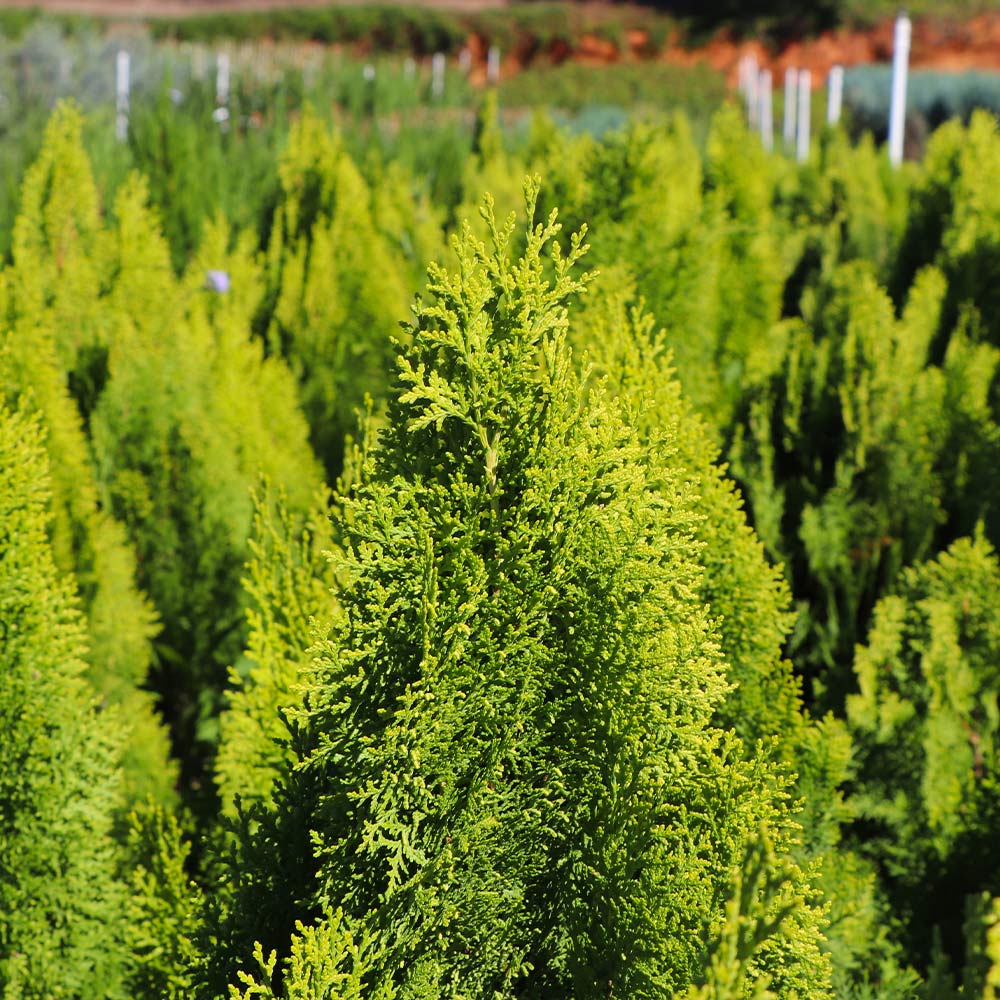 Berckman's Golden Arborvitae - Image 3