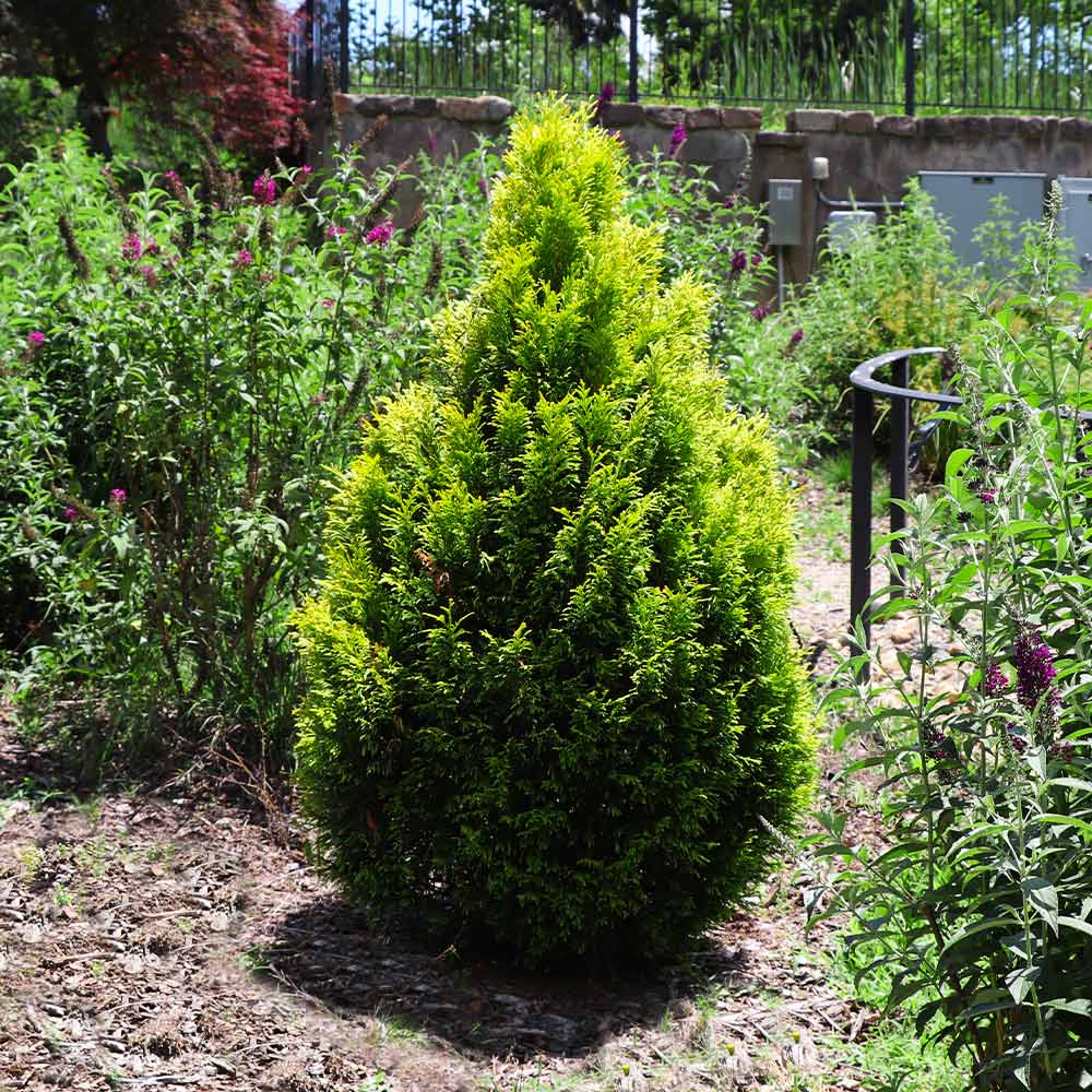 Berckman's Golden Arborvitae - Image 4