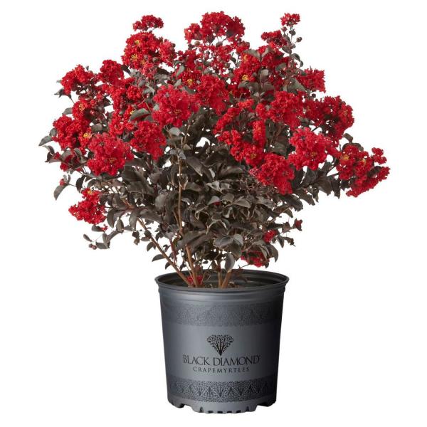 Black Diamond Best Red Crape Myrtle - Image 3