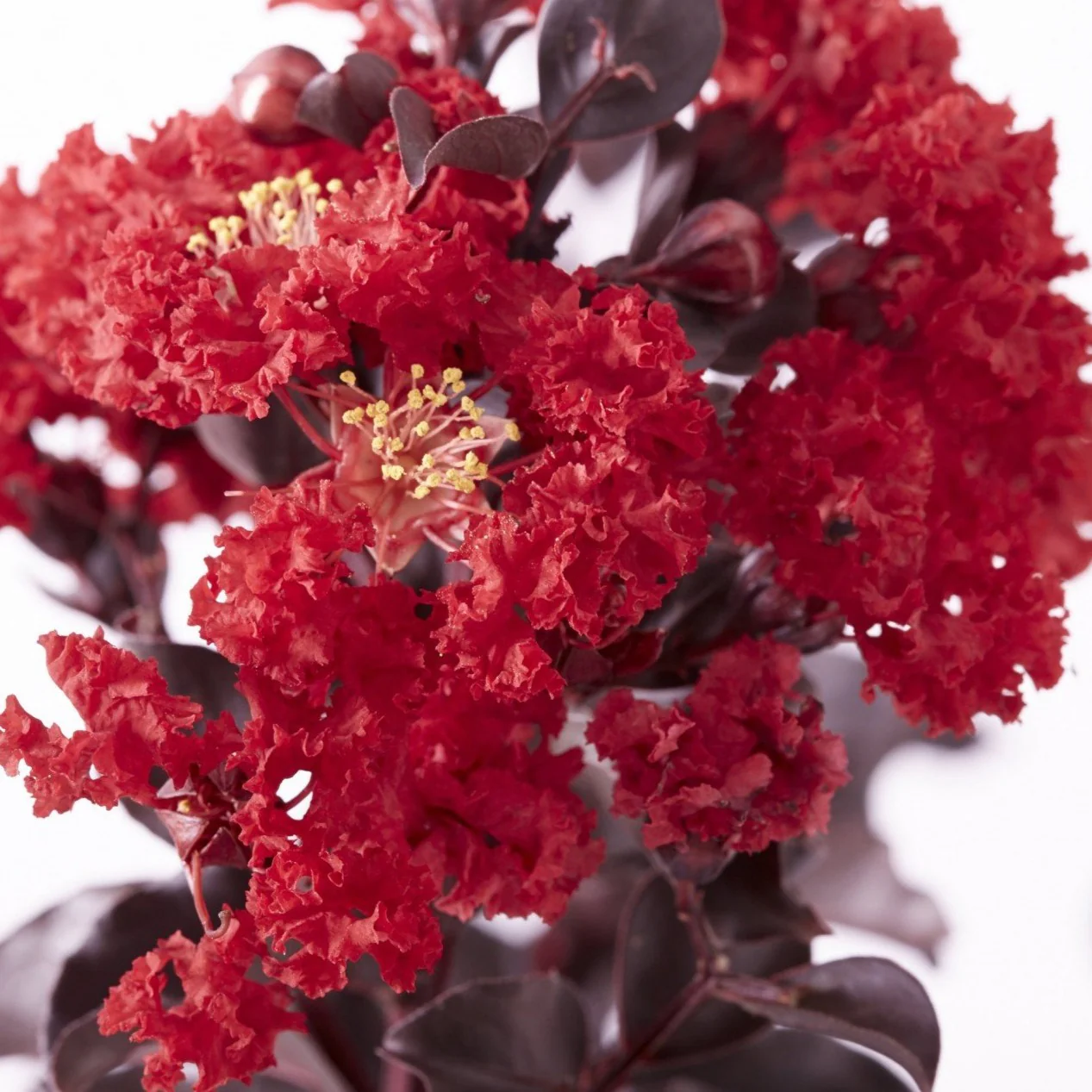 Black Diamond Best Red Crape Myrtle - Image 4