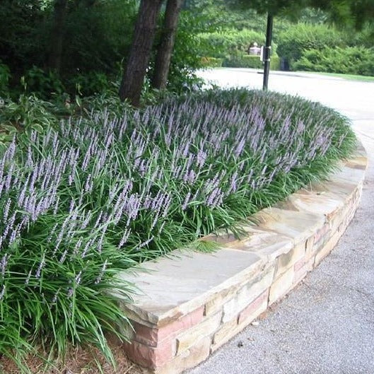 Big Blue Liriope - Image 3
