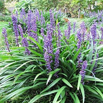 Big Blue Liriope - Image 5