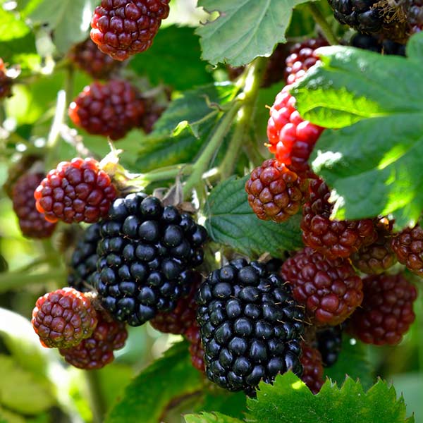 Big Daddy Blackberry Bush