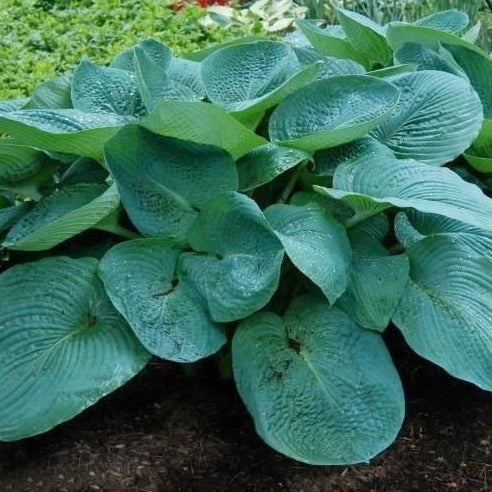 Big Daddy Hosta - Image 3