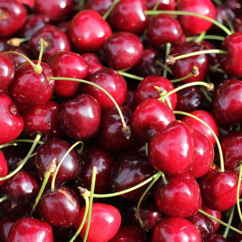 Bing Cherry Tree - Image 2