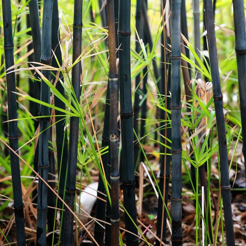 Black Bamboo - Image 2