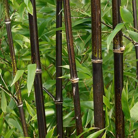Black Bamboo - Image 3