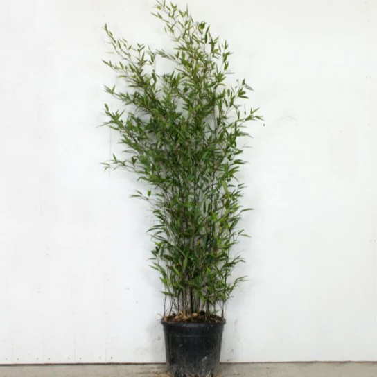 Black Bamboo - Image 4